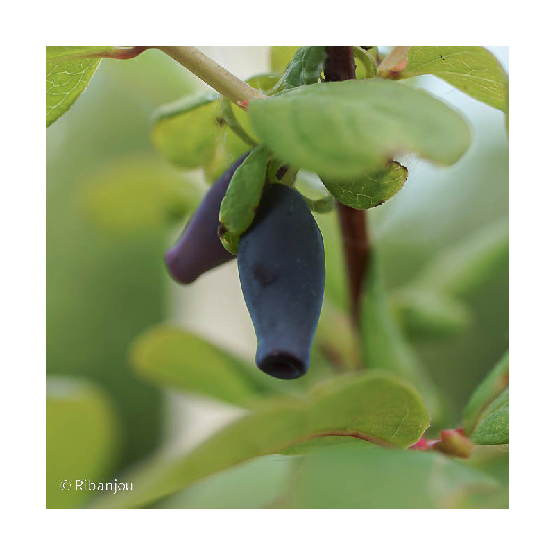 Baies de Mai Maya Bio