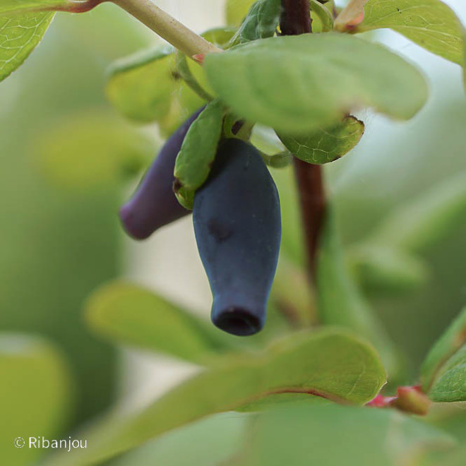 Baies de Mai Maya Bio