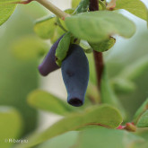 Baies de Mai Maya Bio