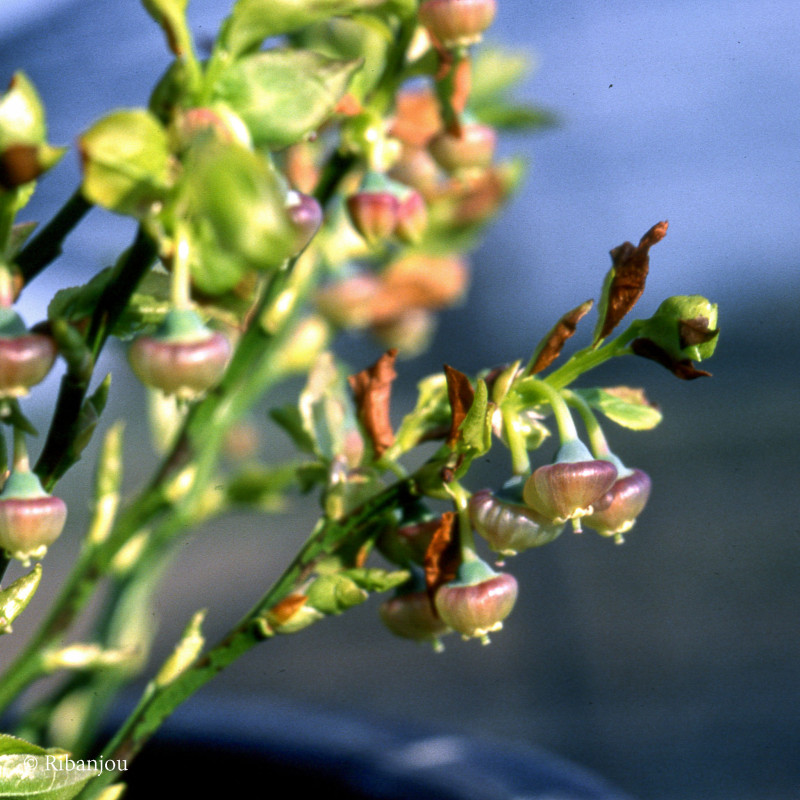 Myrtillier Européen Bio