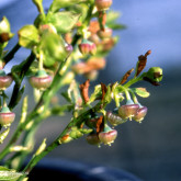 Myrtillier Européen Bio