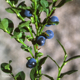 Myrtillier Européen Bio