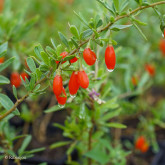 Baies de Goji Commune Bio