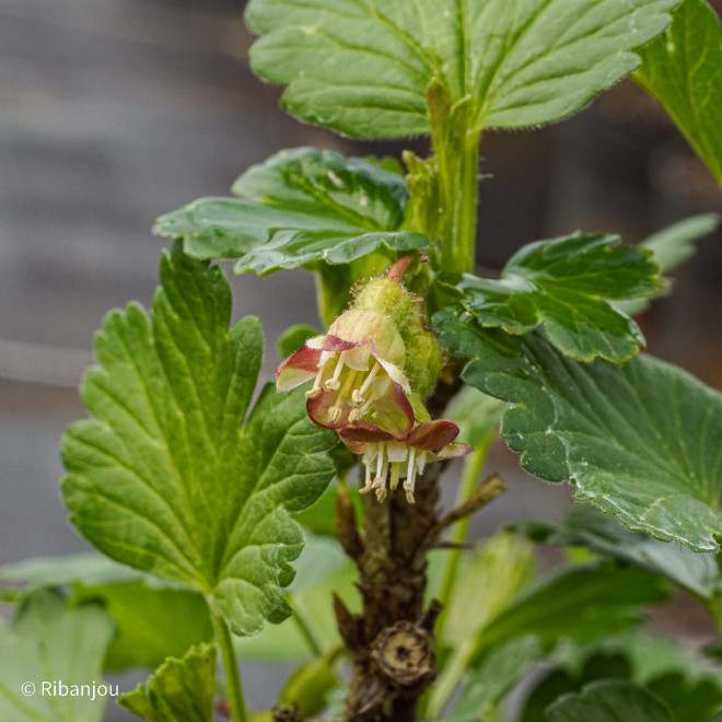 Groseillier à Maquereaux Varianta Bio