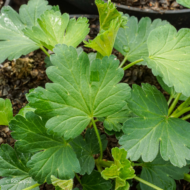 Groseillier à Maquereaux Varianta Bio