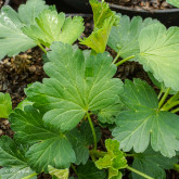 Groseillier à Maquereaux Varianta Bio