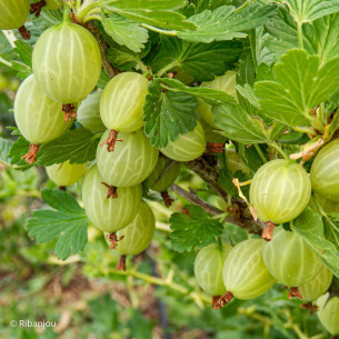 Groseillier à Maquereaux Varianta Bio