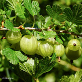 Groseillier à Maquereaux Varianta Bio