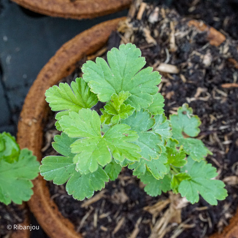 Groseillier à Maquereaux Worcester Bio