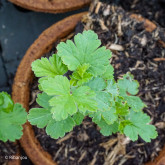 Groseillier à Maquereaux Worcester Bio