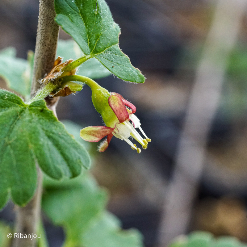 Groseillier à Maquereaux Worcester Bio