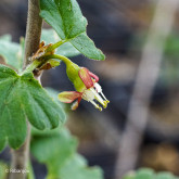 Groseillier à Maquereaux Worcester Bio