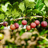 Groseillier à Maquereaux Worcester Bio