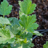 Groseillier à Maquereaux Robustenda Bio Groseillier à Maquereaux Robustenda Bio