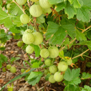 Groseillier à Maquereaux Robustenda Bio