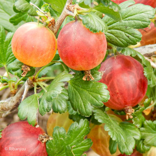 Groseillier à Maquereaux Spine Free Bio