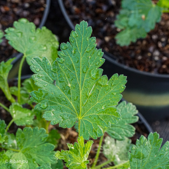 Groseillier à Maquereaux Spine Free Bio
