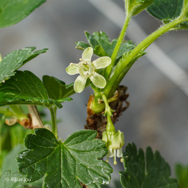 Groseillier à Maquereaux Spine Free Bio