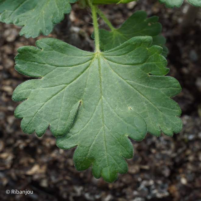 Groseillier à Maquereaux Freedonia Bio