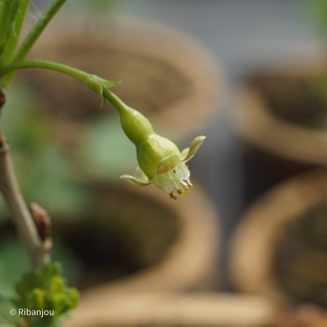 Groseillier à Maquereaux Freedonia Bio