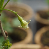 Groseillier à Maquereaux Freedonia Bio