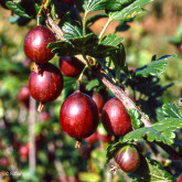Groseillier à Maquereaux Freedonia Bio