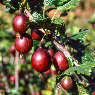 Groseillier à Maquereaux Freedonia Bio