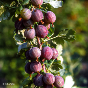 Groseillier à Maquereaux Captivator Bio