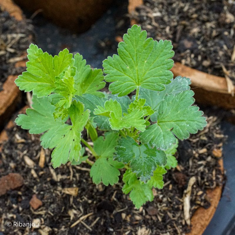 Groseillier à Maquereaux Germania Bio Groseillier à Maquereaux Germania Bio