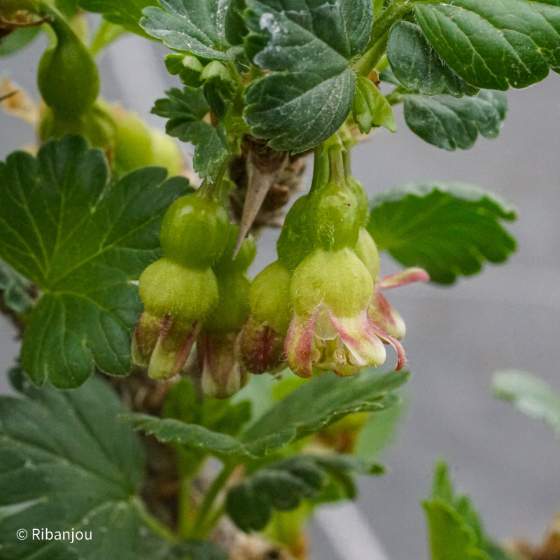 Groseillier à Maquereaux Germania Bio Groseillier à Maquereaux Germania Bio