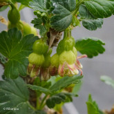 Groseillier à Maquereaux Germania Bio Groseillier à Maquereaux Germania Bio