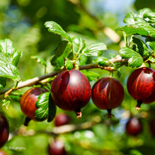 Groseillier à Maquereaux Germania Bio