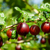 Groseillier à Maquereaux Germania Bio Groseillier à Maquereaux Germania Bio