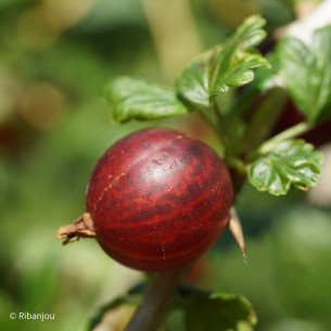 Groseillier à Maquereaux Germania Bio