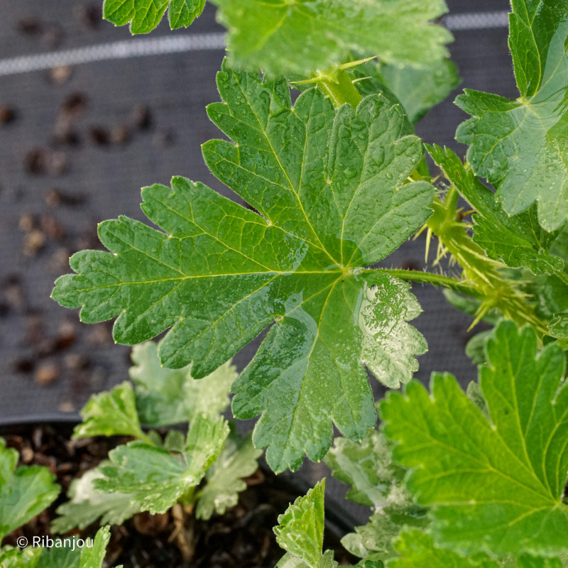 Groseillier à Maquereaux Lady Delamère Bio