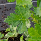 Groseillier à Maquereaux Lady Delamère Bio