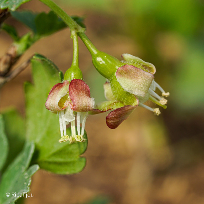 Groseillier à Maquereaux Lady Delamère Bio