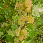 Groseillier à Maquereaux Lady Delamère Bio
