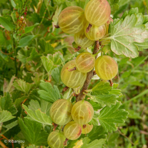 Groseillier à Maquereaux Lady Delamère Bio