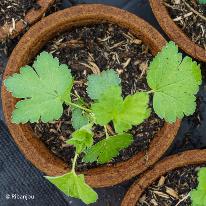 Groseillier à Maquereaux Pixwell Bio