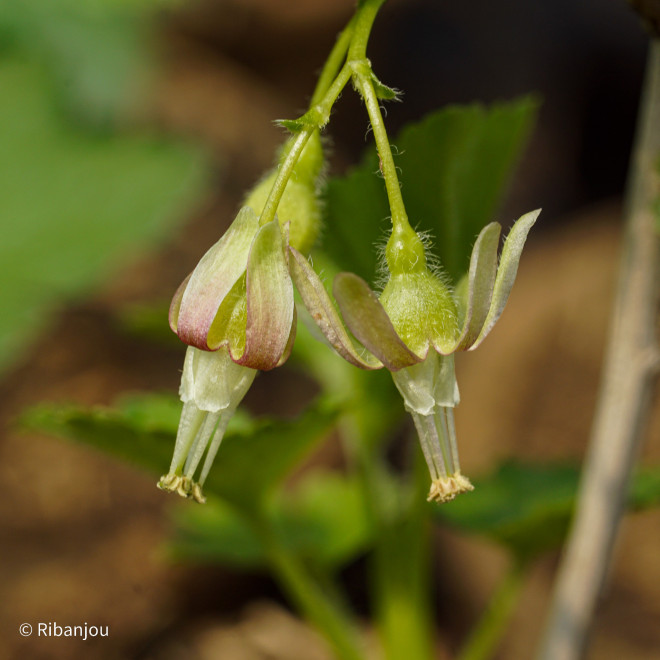 Groseillier à Maquereaux Pixwell Bio