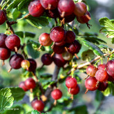 Groseillier à Maquereaux Pixwell Bio