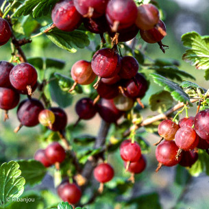 Groseillier à Maquereaux Pixwell Bio