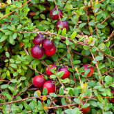 Canneberge Crowley Bio