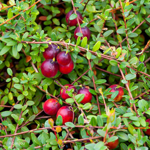 Canneberge Crowley Bio