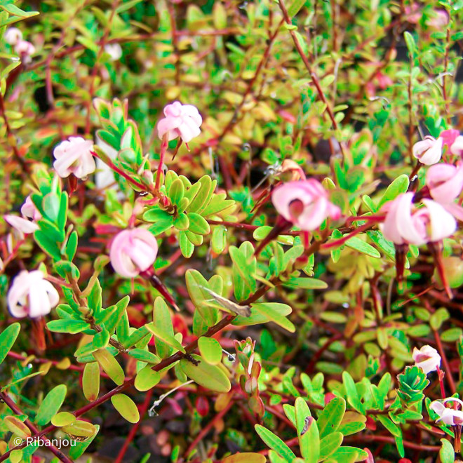 Canneberge Crowley Bio