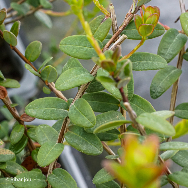 Canneberge Howes Bio