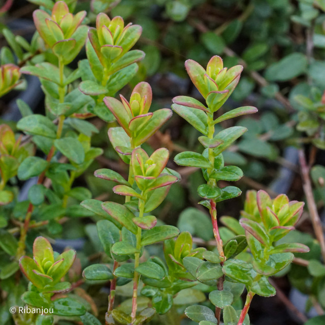 Canneberge Howes Bio