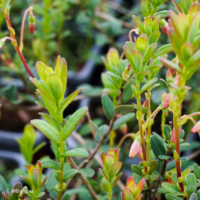 Canneberge Pilgrim Bio