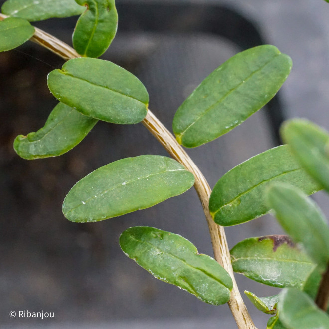 Canneberge Pilgrim Bio